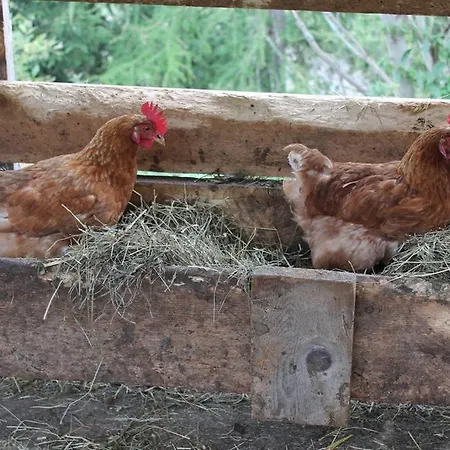 Haus Laerchenhof 팜스테이