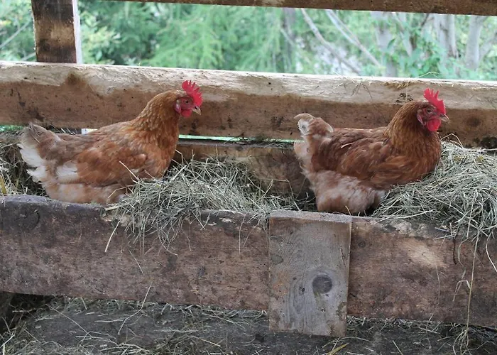 Haus Laerchenhof Κατάλυμα σε φάρμα